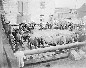 Sable Island Ponies after being unloaded from Steamer, to be sold at Auction, Halifax, Nova Scotia, Canada, ca. 1902
