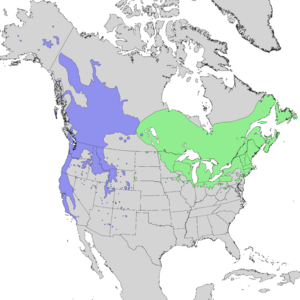 Salix lucida & lasiandra range map 1.png