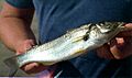 Sand whiting