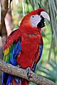 Scarlet Macaw at the Brevard Zoo