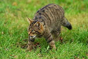 Scottish Wildcat (5331251166)