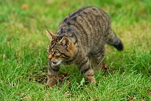 Wildcat Facts for Kids