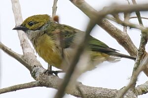 Silver-throated Tanager juv