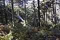 Spruce-Fir Forest on Mount Mitchell