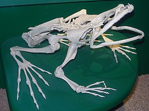 Squelette de Conraua goliath