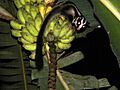 Striped Possum on bananas edited