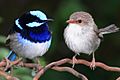 blue and gray wren on branch