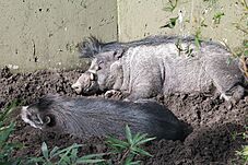 Sus cebifrons pair resting in mud