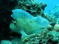 Taenianotus triacanthus, Nha Trang