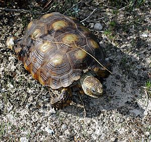 Texas Tortoise (Gopherus berlandieri) (57391706).jpg