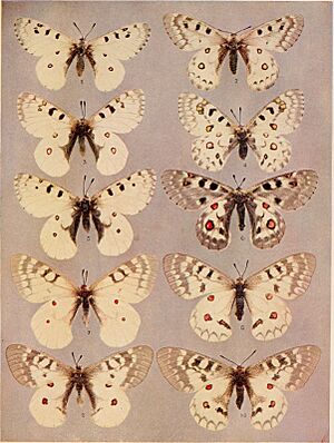 The butterfly book; a popular guide to a knowledge of the butterflies of North America (1898) (20323956158)