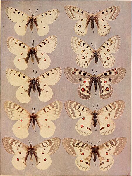 The butterfly book; a popular guide to a knowledge of the butterflies of North America (1898) (20323956158)