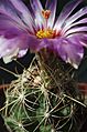 ThelocactusBicolor