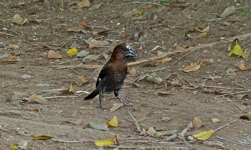 Thick-billed Weaver (Amblyospiza albifrons) (6012173484)