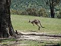 Tidbinbilla Kangaroo