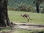 Tidbinbilla Kangaroo.jpg