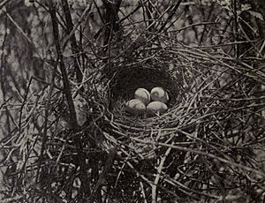 Toxostoma rufum - nest 1904