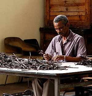 Trieur de vanille - La Réunion