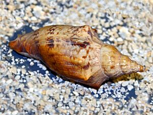 Volutidae - Alcithoe arabica