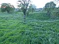 Wicksteed Park Nature Reserve - Castle Field 7