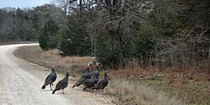 Wild Turkey (Meleagris gallopavo) Kuykend Road, Austin County, Texas, USA (30 January 2014)