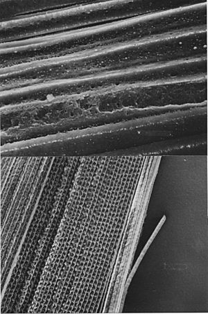 Wrinkled lens fibers