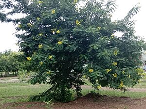 Yellow Cassia, Ornamental Tree with Colorful Flowers