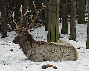 ZOO Olomouc12 Cervus elaphus sibiricus