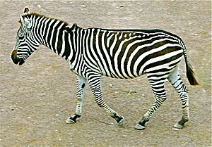 Zebra sideview