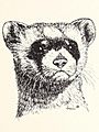 1972 art by Carol Snow - Black-footed Ferret, Mustela nigripes (IA blackfootedferre44snow) (page 1 crop)