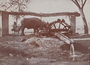 A Punjab Wheel, India c1919