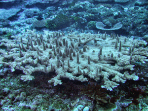 Acropora abrotanoides, Samoa.gif