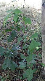 Aegle marmelos plant