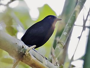 Akletos goeldii - Goeldi's antbird (male).jpg