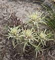 Alpine paintbrush Castilleja nana green form