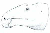 Anasazisaurus LM.png