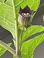 Atropa belladonna L. longipedicellate flower