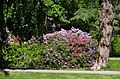 Baden-Baden-Lichtentaler Allee-170-Rhododendron-2012-gje