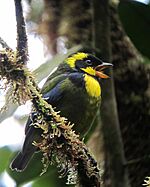 Bangsia aureocincta Tangara de Tatamá Gold-ringed Tanager (8451053968)