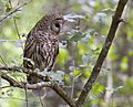 Barred Owl (Strix varia) (9732594639)