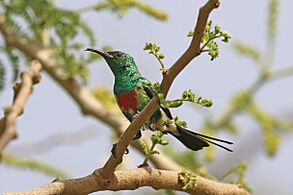 Beautiful sunbird (Cinnyris pulchellus pulchellus) male