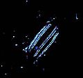 Bioluminescence emitted by comb jelly of genus Euplokamis