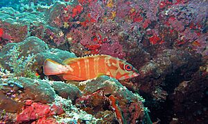 Blacktip Grouper (Epinephelus fasciatus) (6132696543).jpg