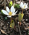 Bloodroot-apr-2010-clasping-leaves