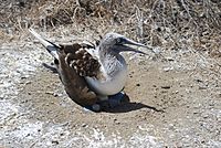 Blue-footed Booby with young