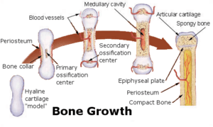 Bone growth