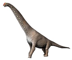 Brachiosaurus NT new