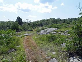 A photo of the trail through a glade
