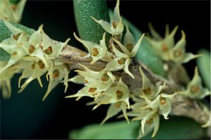 Bulbophyllum wadsworthii.jpg