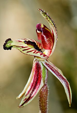 Caladenia cairnsiana - Zebra orchid (6108131898) - cropped.jpg